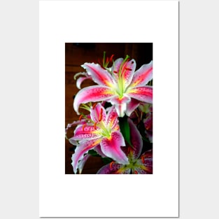 Pink Lily Lilium Herbaceous Flowering Plants Posters and Art